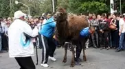 Man lifts and carries camel in Taldykorgan