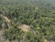 Indonesia extends logging ban to protect rainforest 