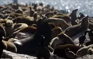Dead sea lions found in Peru, poisoning suspected 