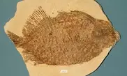 Study reveals ancient fossil fish had abs 