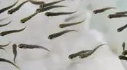 15 million young carps released in dam lake near Astana