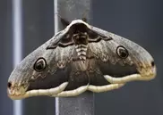 Millions of moths mass on Madrid 