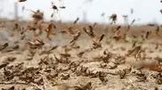 Kazakhstan and Russia join efforts to counter locusts