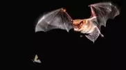 Bats could help fight mosquitos in Astana