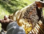 Revealed: Secret of bees' honeycomb 