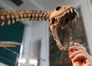 Weird fossil sheds light on dinosaurs' lost continent 