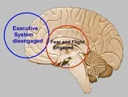 Animal studies often biased: US scientists 