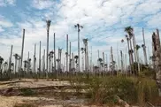 Deforestation spikes in Brazil over last year: group 