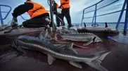 Russia suggests moratorium on catching sturgeons in Caspian Sea