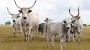 Hungary offers Kazakhstan to breed rare cattle