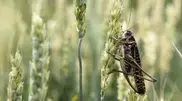 Locusts may destroy Kazakhstan's harvest in 2014