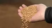 Kazakhstan to spend $92 million on 2013 grain reserves