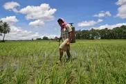 Roots breakthrough for drought-resistant rice 