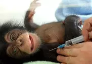 Brazilian scientists to test AIDS vaccine on monkeys 