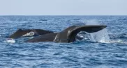 World-first study tracks dwarf minke whales 