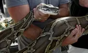 40 pythons found in Canadian hotel 