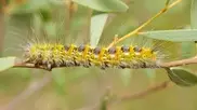 Jumpy caterpillar shies the Sun: study 