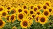 Governor calls to plant sunflowers in Atyrau oblast