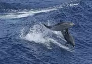 Measles-like virus blamed for Atlantic dolphin deaths 