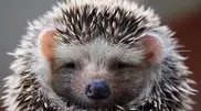 Astana businessman breeds hedgehogs for meat 