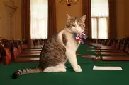 British PM gets on 'purr-fectly' with Downing St cat
