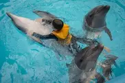 Japan dolphin-killing town to open marine park