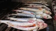 Kazakhstan pushes ban on Caspian sturgeon fishing