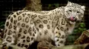 Kazakhstan, Kyrgyzstan and Germany to cooperate in snow leopards protection