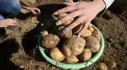 First virus free potatoes harvested in Kazakhstan