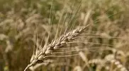 Grain harvest expected at 18.5-19 million tons