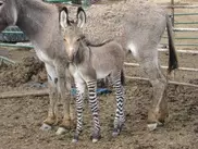 'Zonkey' baby Ippo draws crowds in Florence