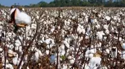 Cotton production spikes in South Kazakhstan