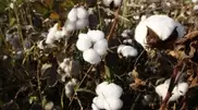 700 children skip school to harvest cotton in southern Kazakhstan, principals fined