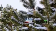 Cutting or damaging conifer trees punishable by law in Kazakhstan