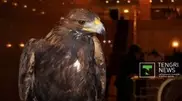 When traditions meet innovations: Kazakhstan to show falconry at EXPO 2017