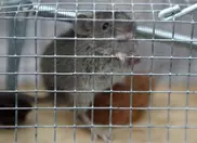 Mice research brings male contraceptive pill closer