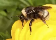 Benefit of bees even bigger than thought: food study