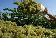 New Zealand winegrowers report bumper harvest