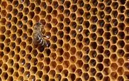 Wanted: Billions of bees for European farms