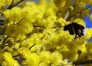 Mimosa, French perfume-makers' secret ingredient