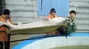 Atyrau fishers catch giant sturgeon