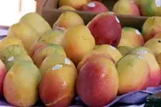 Pair of Japanese mangoes fetch $3,000 at auction