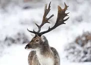 Taiwanese tourists hurt in Japan deer rampage