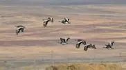 2000 endangered houbara bustards released in South Kazakhstan