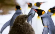 Peru probes killing of endangered penguins