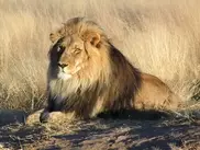 Tug of war over stolen lion in Brazil