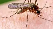 Malaria mosquitoes spotted in Astana