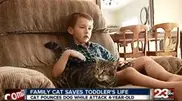 Cat saves 4 y.o. boy from dog attack