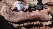 Fossils of 'largest' dinosaur found in Argentina