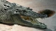 Russian circus crocodile hurt by falling accountant